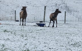 Cattle and deer in the snow from Dan Devine at Awakino Station near Kurow on 13 September.