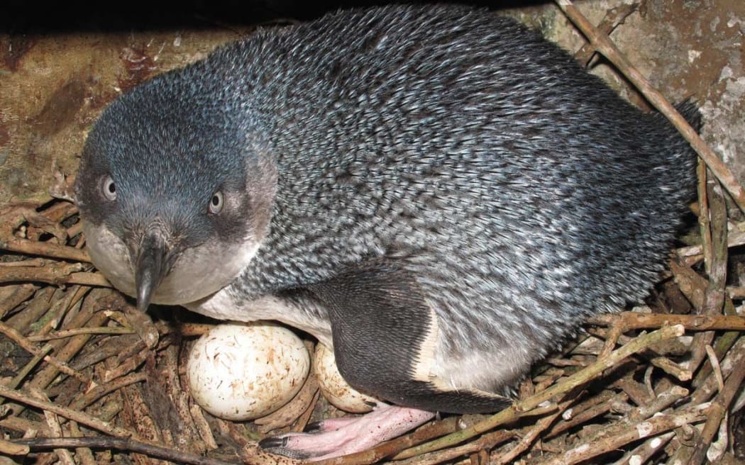 Blue penguin