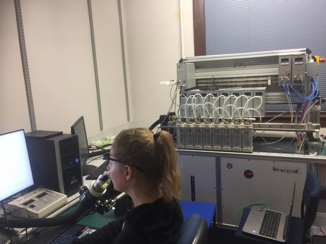 A participant in the study on the loss of taste and smell as a Covid-19 symptom at a laboratory at Otago University.
