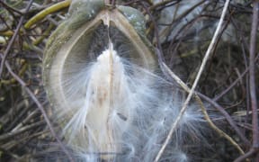 Moth plant