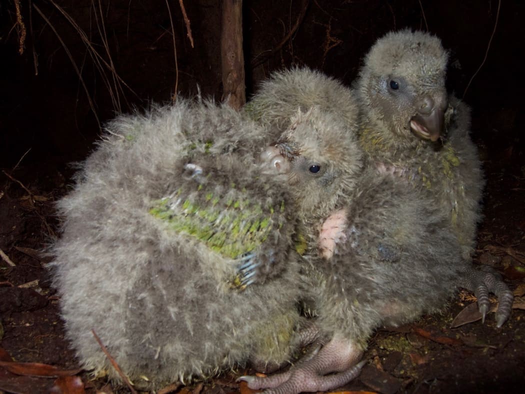 Three kākāpō chicks cuddle together in a nest on Anchor Island.