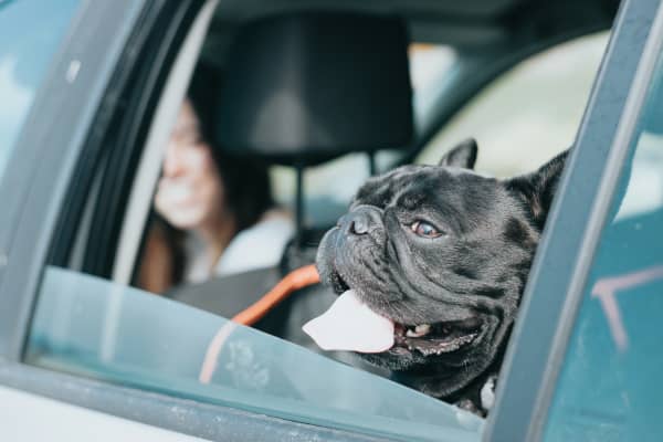 A bulldog poking its head out of a car window and panting.