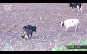 Cows forced to give birth in muddy fields – SAFE
