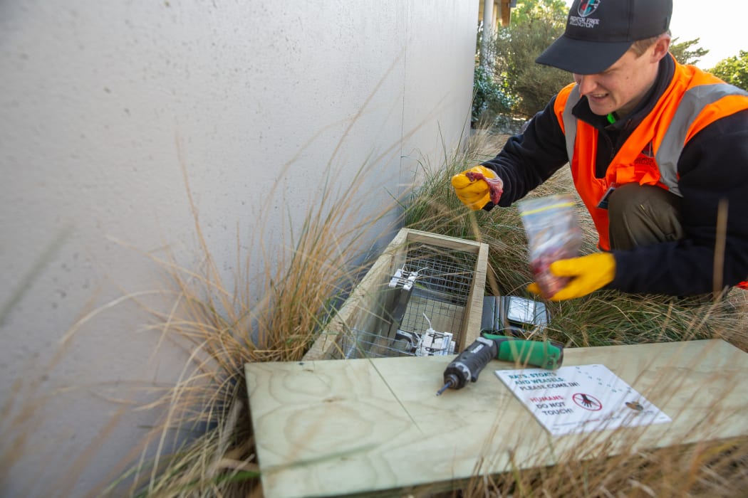 David Lewis from Predator-Free Wellington baits a trap box with fresh rabbit, which is a favourite food for stoats. Each trap box contains two Doc200 traps.