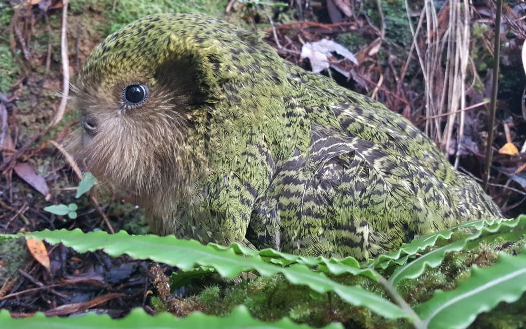 One of three kākāpō chicks fathered by Gulliver, who has rare Fiordland genes. The chick's mother is Suzanne.