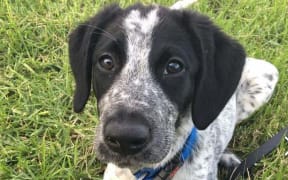Grizz - the Aviation Security dog shot after getting loose at Auckland Airport.