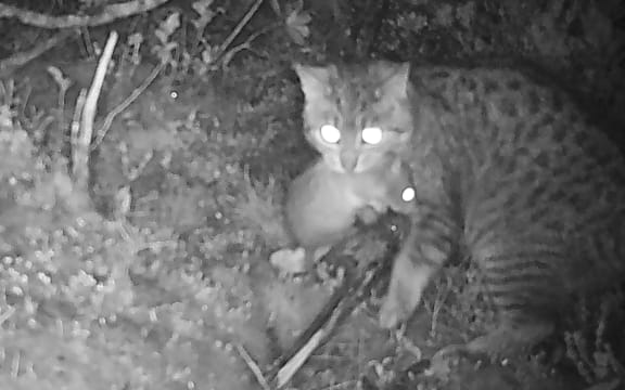 A feral cat with a rat in it's mouth. Captured via a trail camera on Stewart Island.