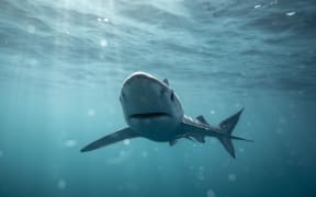 Blue Shark