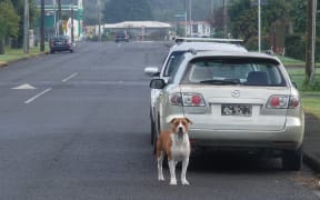 A wandering dog in Moerewa in the Far North.