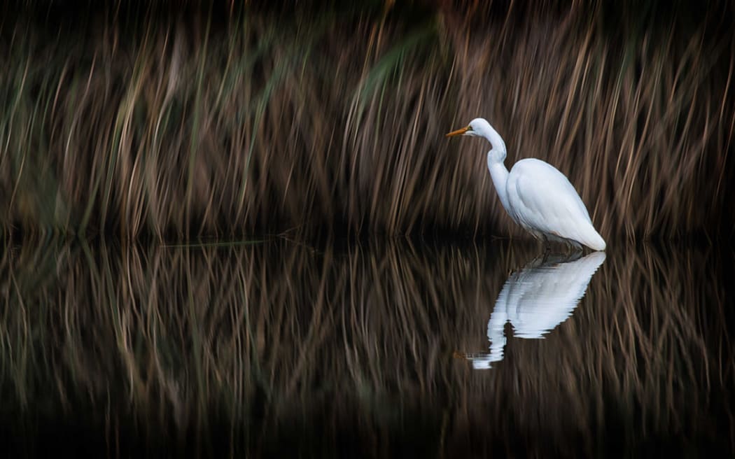 White Heron