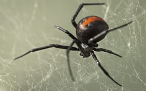 A black spider with a large round abdomen with a red stripe on its back sits on web.