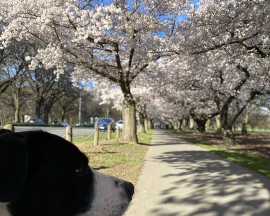 Cherry blooms.
