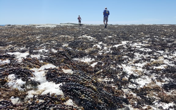 Dead seaweed litters the shore of the Kaikoura Peninsula.