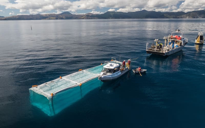 Snapper trialled in Tasman Bay open ocean aquaculture farming system | RNZ