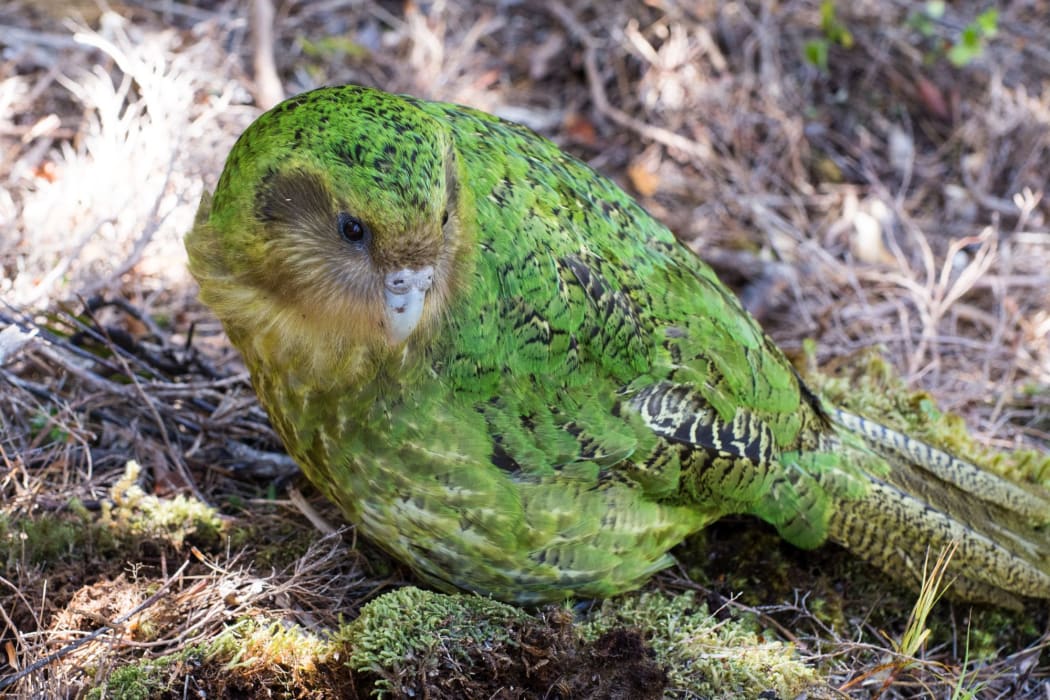 Sinbad is one of three kākāpō with Fiordland genes, from their father Richard Henry.