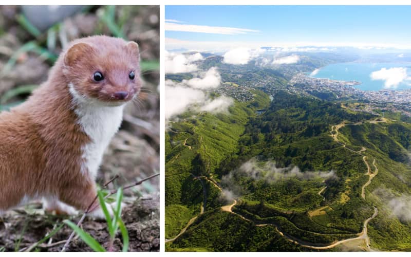 Bodies of four weasels found inside Zealandia eco-sanctuary | RNZ