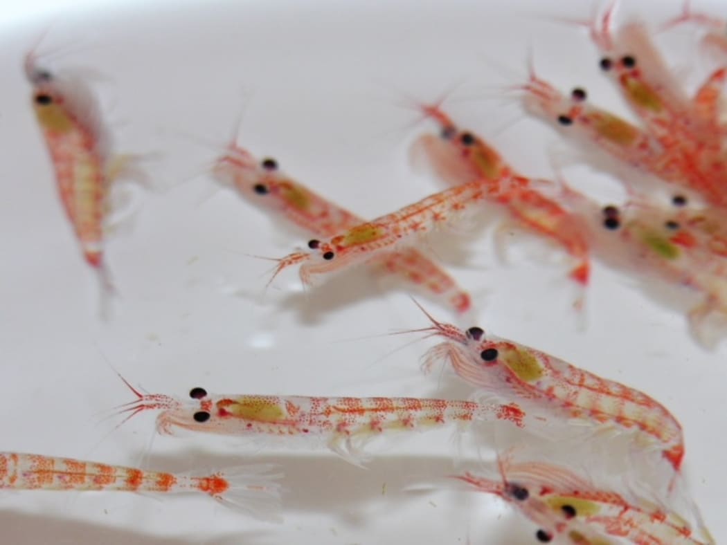 An effusion of krill