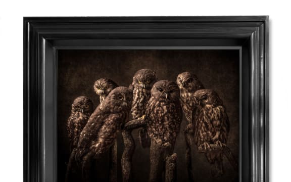 Manu Kōingo - Jae Frew