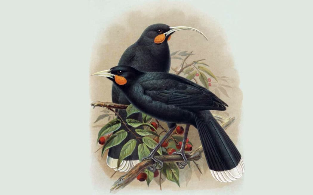 A painting of two Huia birds