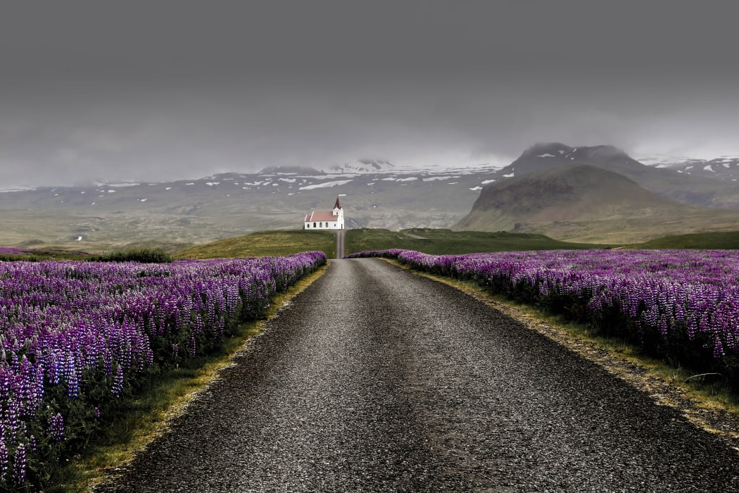 Lupins in Westfjords Region, Iceland