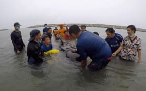 ThaiWhales volunteers and government marine veterinarians from Department of Marine and Coastal Resources rescuing a sick male pilot whale at sea in the coastal area of southern Thailand near the Malaysian border.