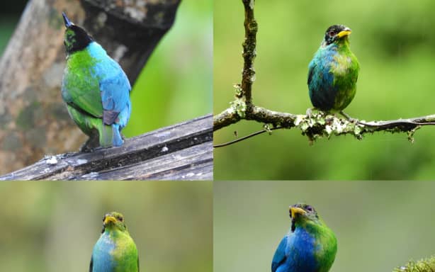Otago scientist snaps extremely rare half-male, half-female bird | RNZ