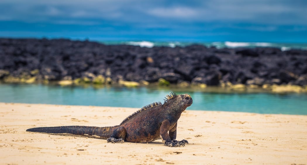 Galapagos Islands - August 23, 2017: Marine Iguanas in Tortuga Bay in Santa Cruz Island, Galapagos Islands, Ecuador