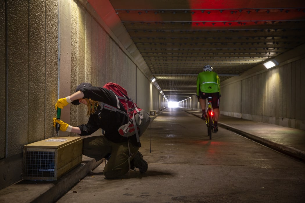 While Wellington Airport provides a good buffer to stop rats and stoats reinvading Miramar Peninsula, animals can get around each end and also travel through a pedestrian and cycle underpass beneath the airport runway. Pattern Reid checks one of the underpass traps.