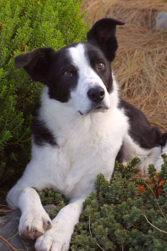 Hebe the old Border Collie belonging to Viv Smith-Campbell and her husband Louis.