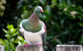 Photo from - Otari-Wilton's Bush 2012 Photo Competition held by WCC