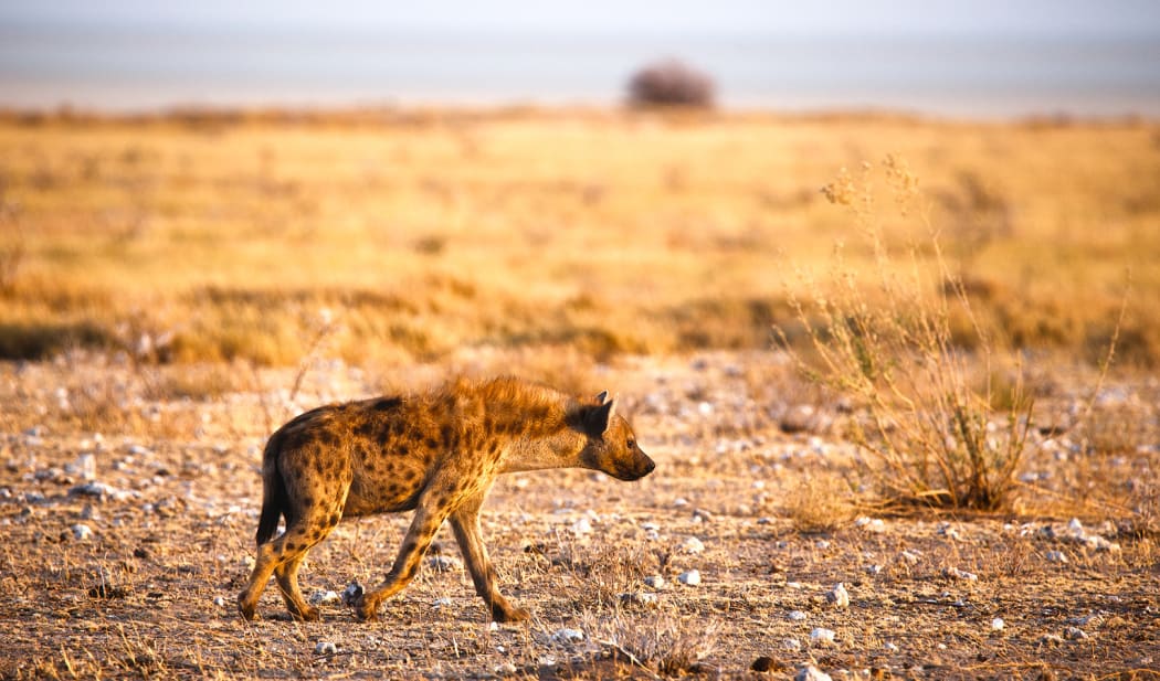 Spotted Hyena