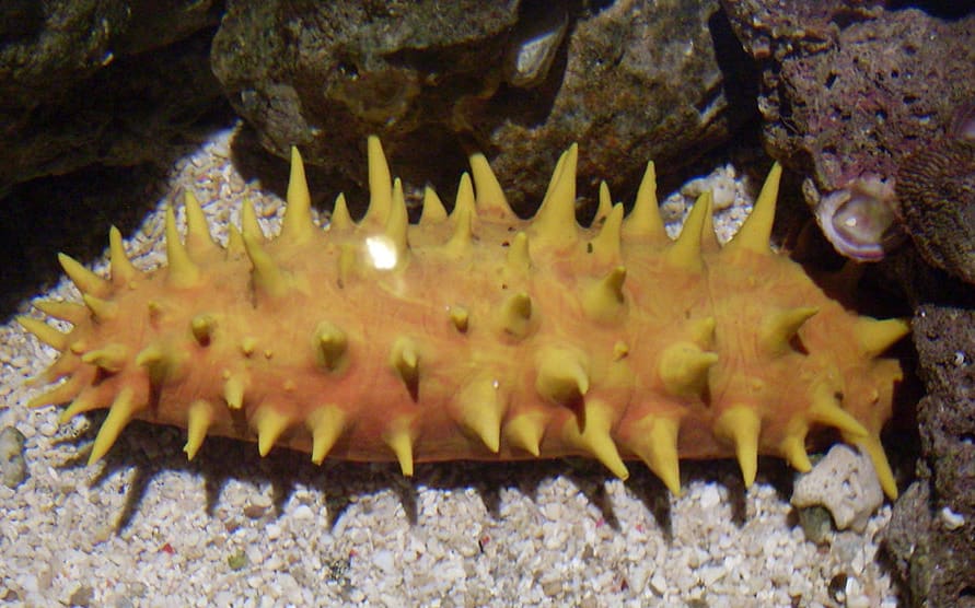 Sea Cucumber