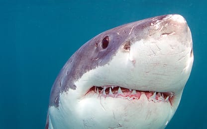 great white shark