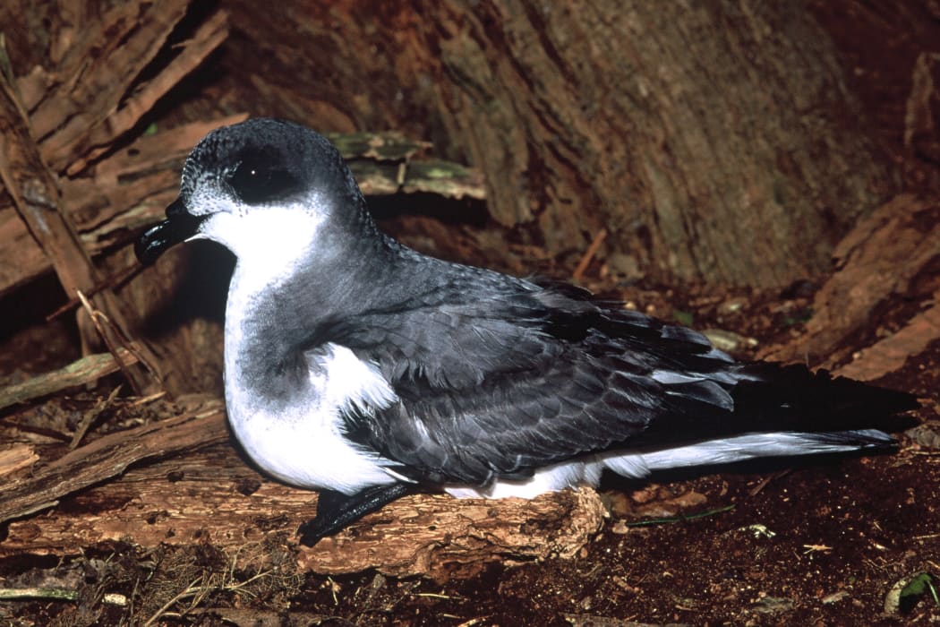 Chatham Island Petrel