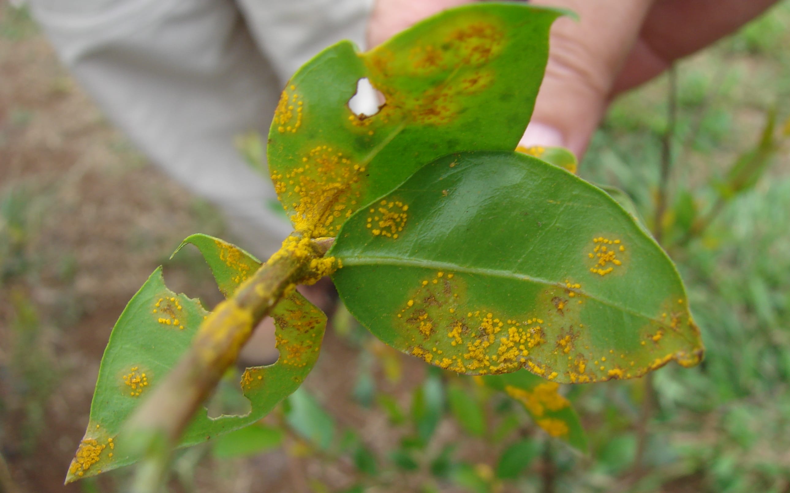 Common myrtle leaves infected with myrtle rust, on Maui, Hawaii.