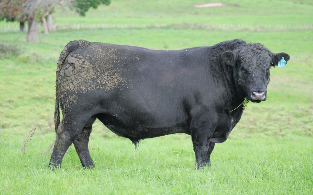 Angus bull sold by Whangara Angus for $92,000,