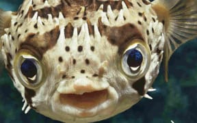 What A Fish Knows