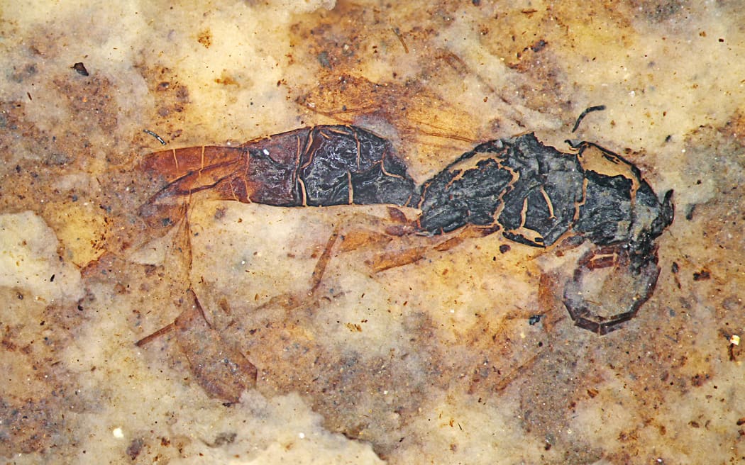 A fossil wasp from Foulden Maar