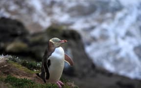 A yellow-eyed penguin at Moeraki