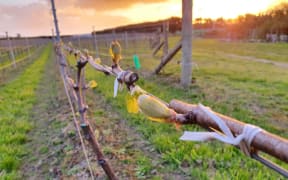 Vines coming into leaf in Wairarapa