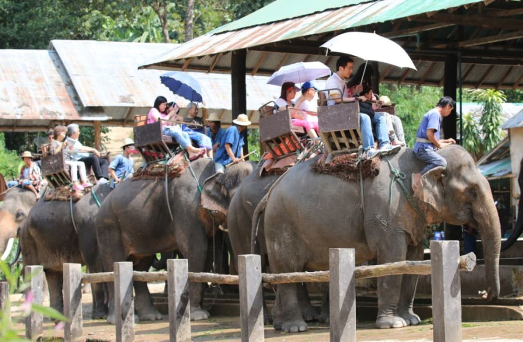 Tourists riding elephants in Thailand. A campaign has been launched to urge tourists to act responsibly on holiday, where local wildlife can be exploited for entertainment.