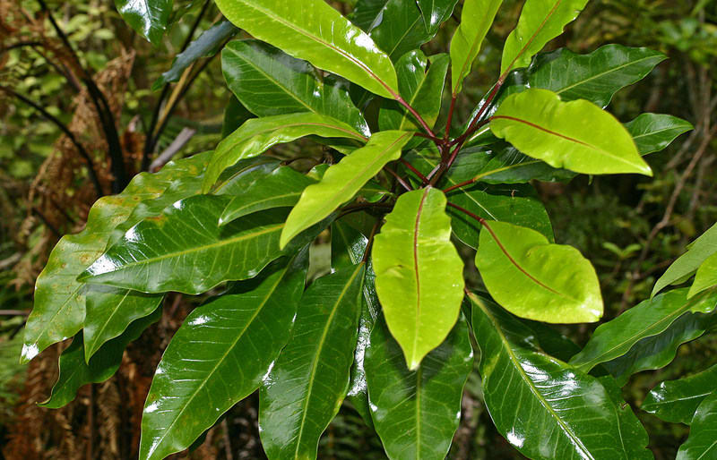 Raukaua (Raukaua edgerleyi)