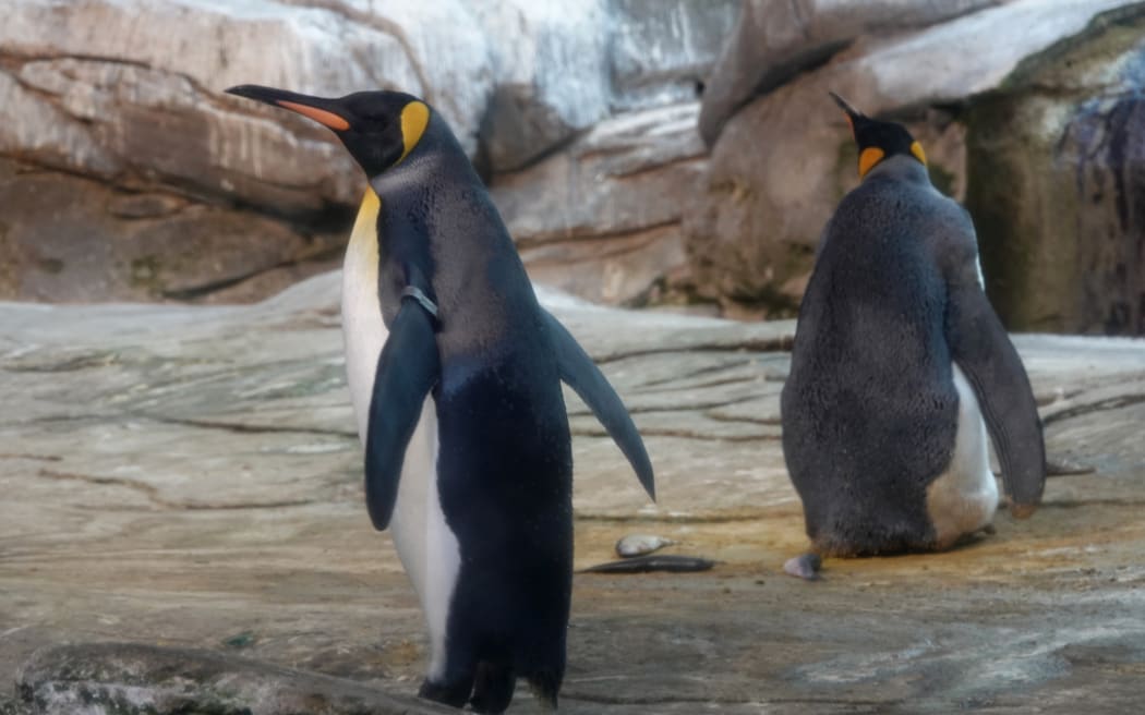 Skipper and Ping in their zoo enclosure.