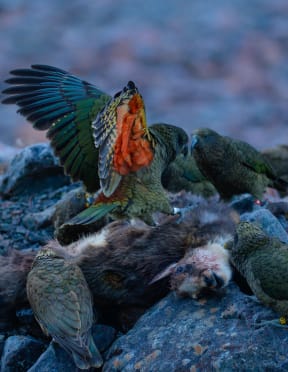 A group of five olive-green parrots gather around a dead goat carcass splayed out on the rocks. One parrot is perched on top of the carcass with its wings outstretched, revealing a bright orange underwing.