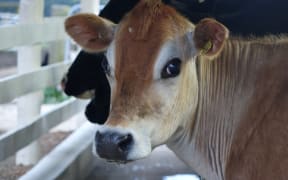 Jersey cow (dairy)