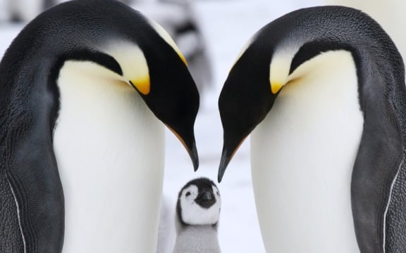 Professor Lloyd Spencer Davis on his new book Waddle 