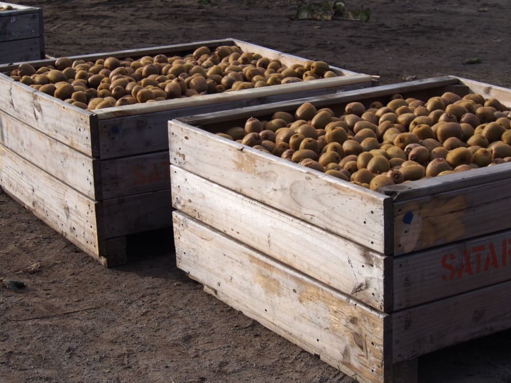 Just harvested green kiwifruit