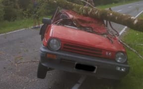 Ryan Walsh survived after a tree fell on his car.