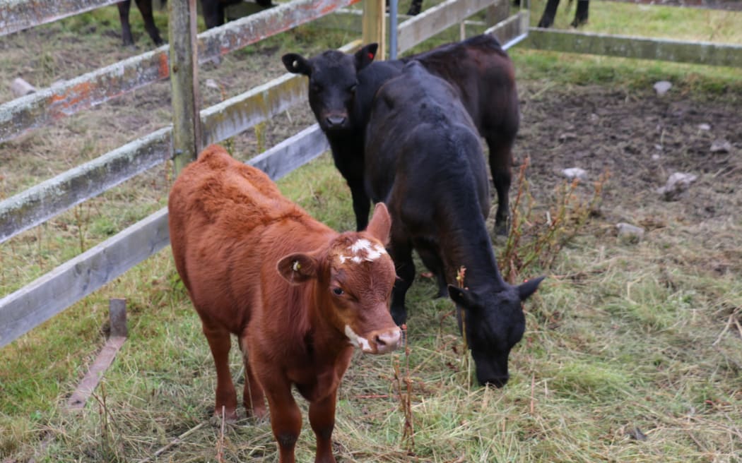 A Year on the Farm - Part 4: Calves