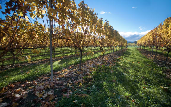 Vineyards, New Zealand 2006.